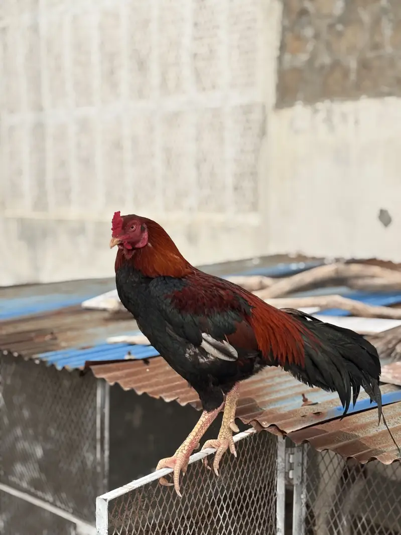 Pure Aseel For Sale — photo 4