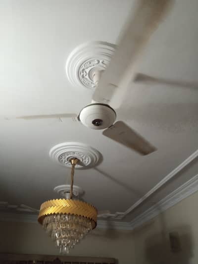 Royal Fan