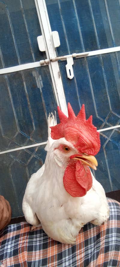 White rooster