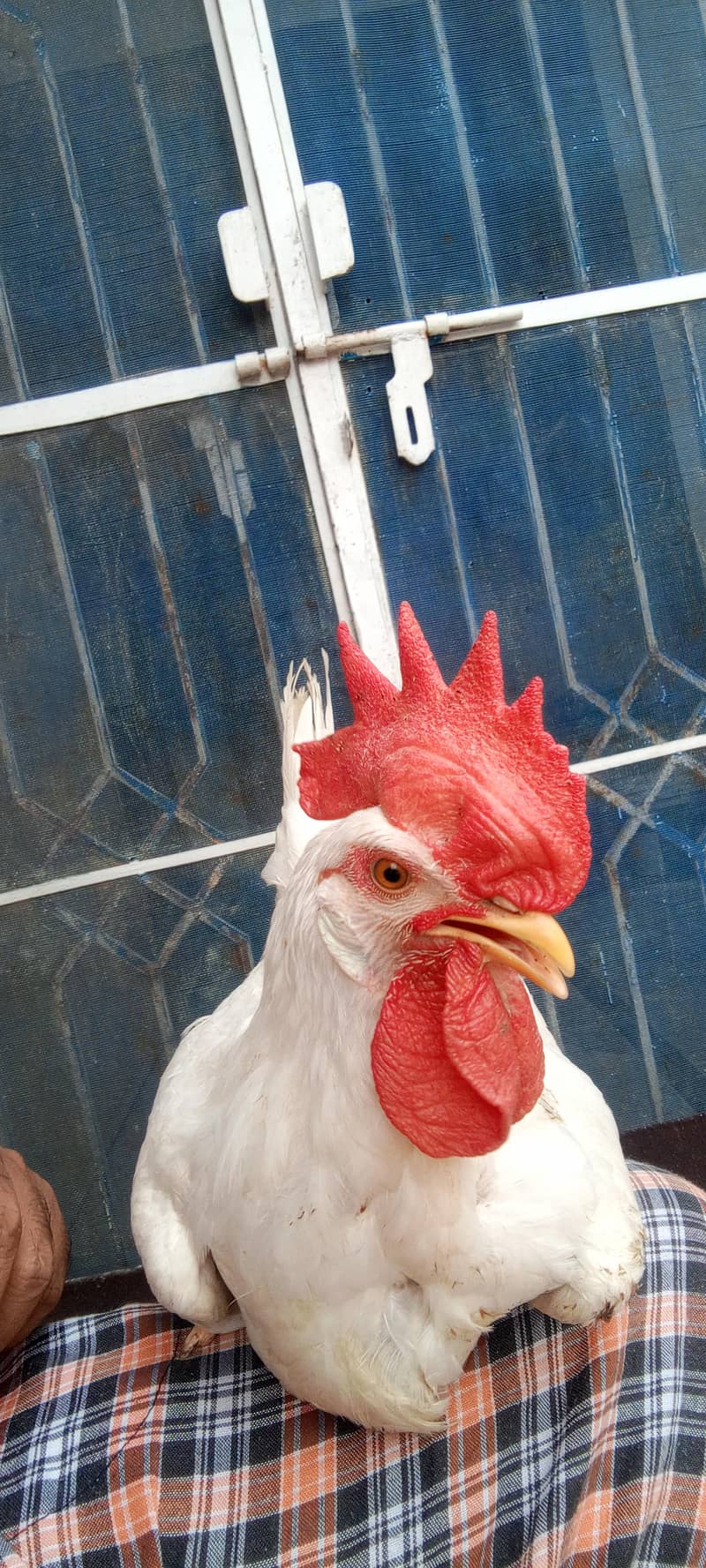 White rooster 0