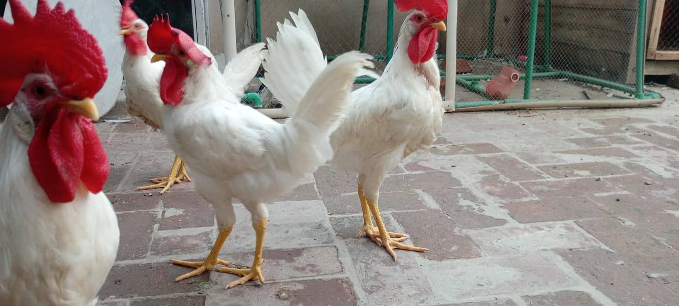 White rooster 1