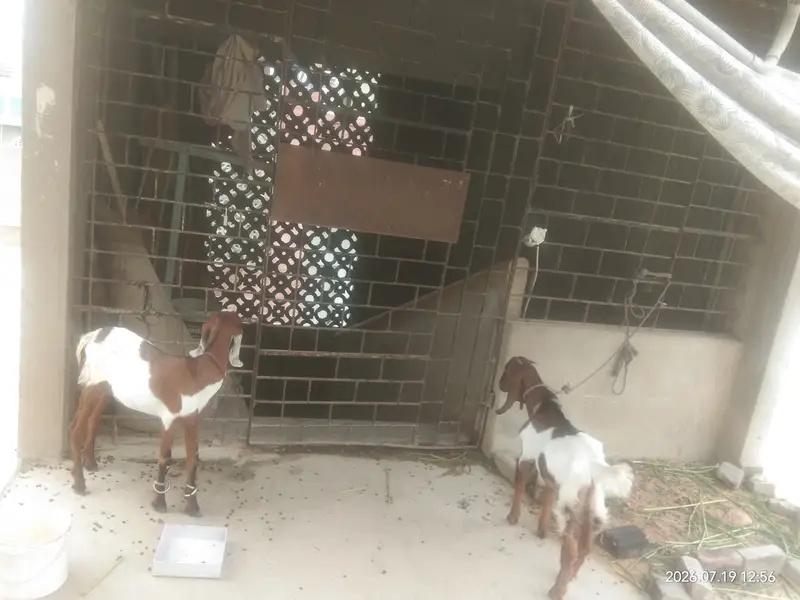 Mashallah beautiful pair hai — photo 7