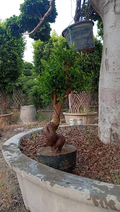 mini bonsai