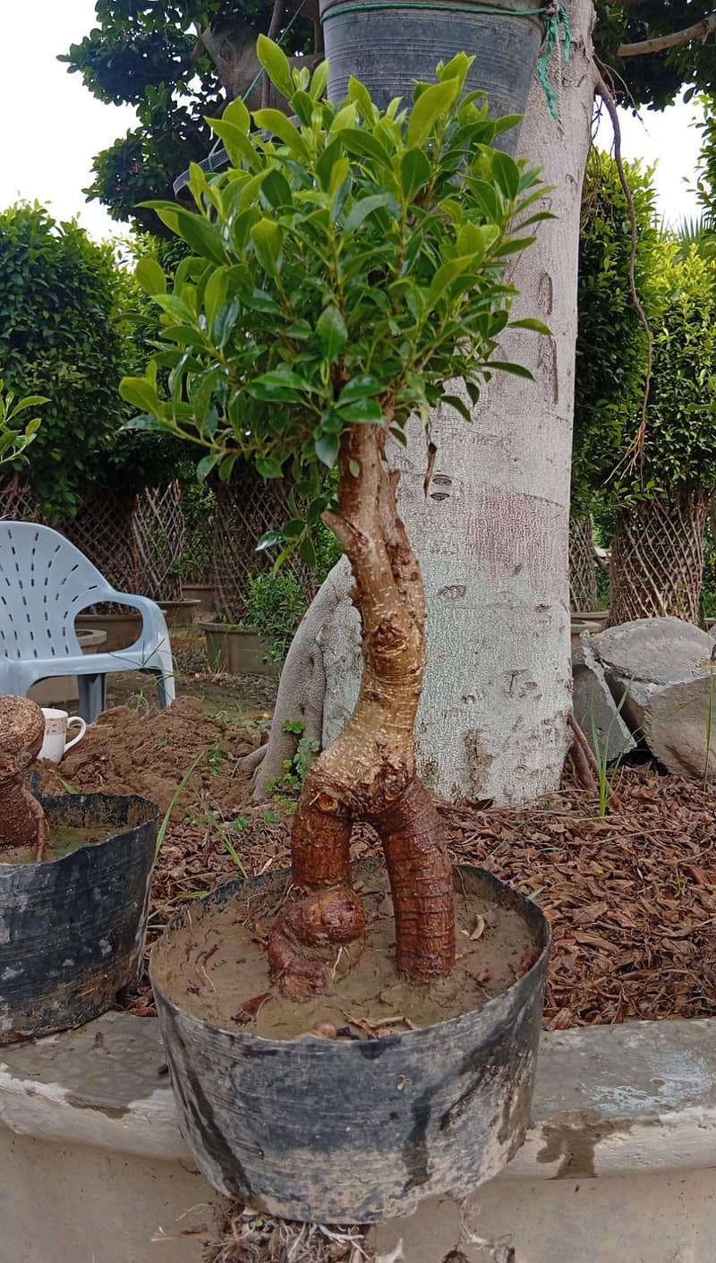 mini bonsai 1