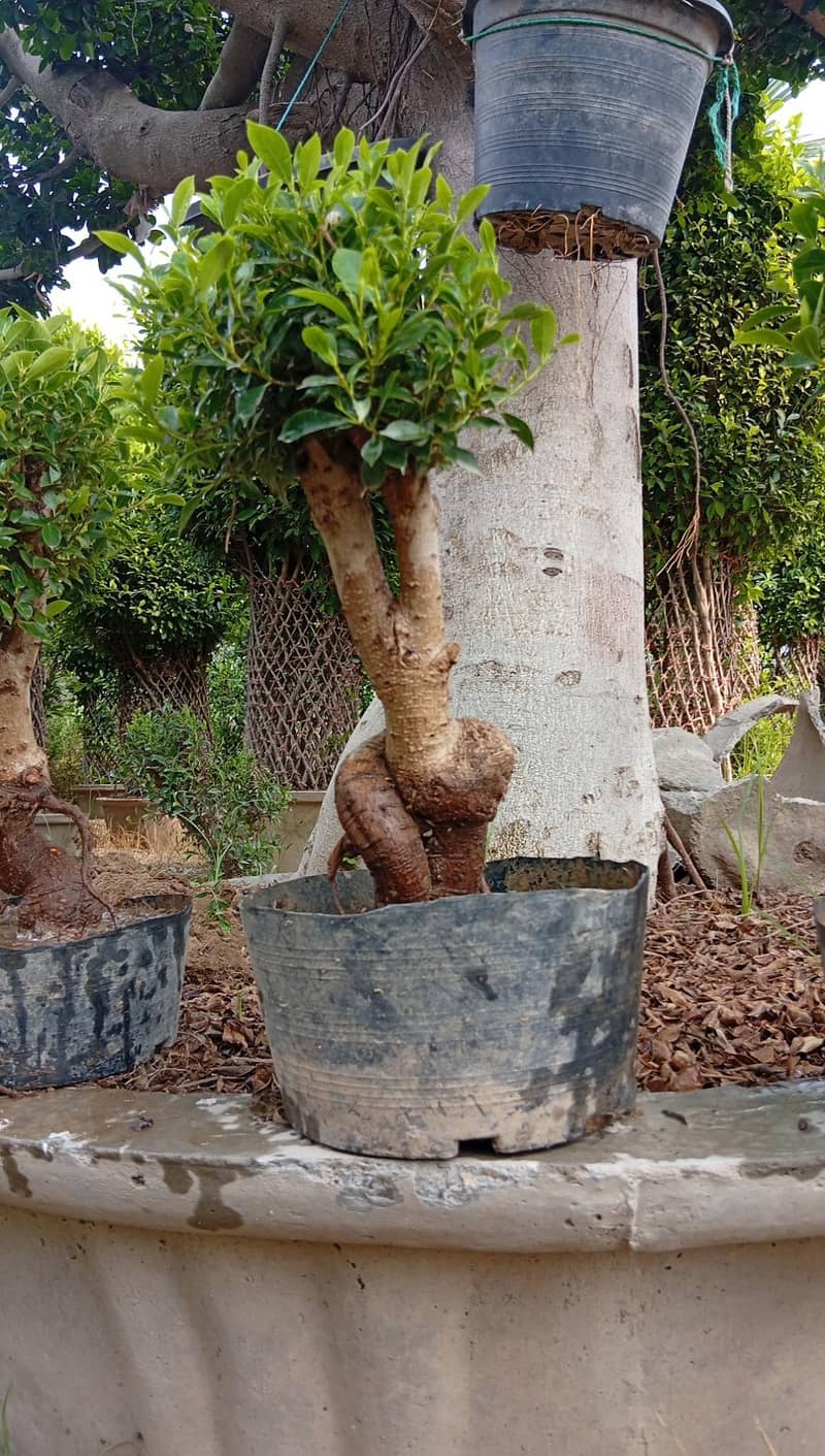 mini bonsai 2