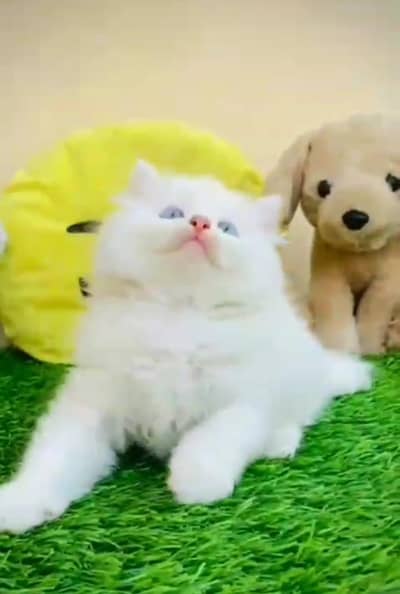 Persian kitten triple quote for sale my WhatsApp03483362563