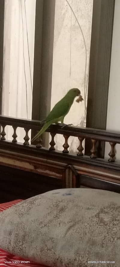 Active & Tamed 3 Months Green Ringneck Parrot | Talking Bird