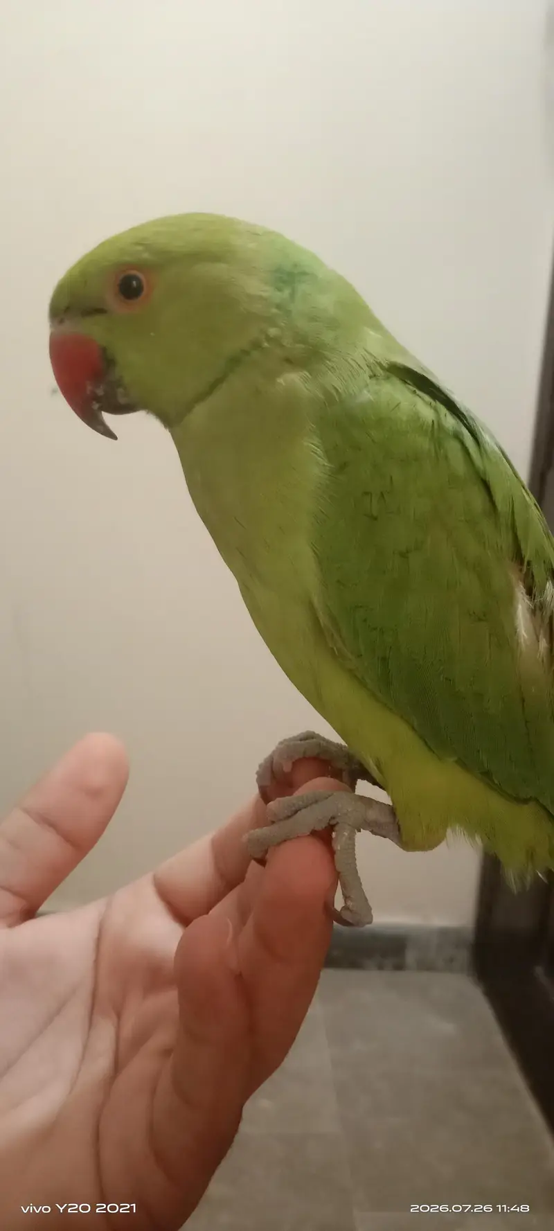 Active & Tamed 3 Months Green Ringneck Parrot | Talking Bird — photo 2