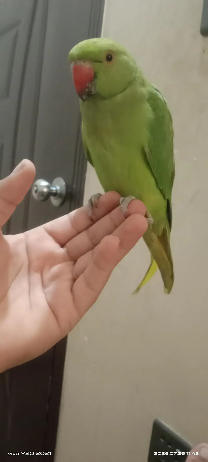 Active & Tamed 3 Months Green Ringneck Parrot | Talking Bird — photo 3