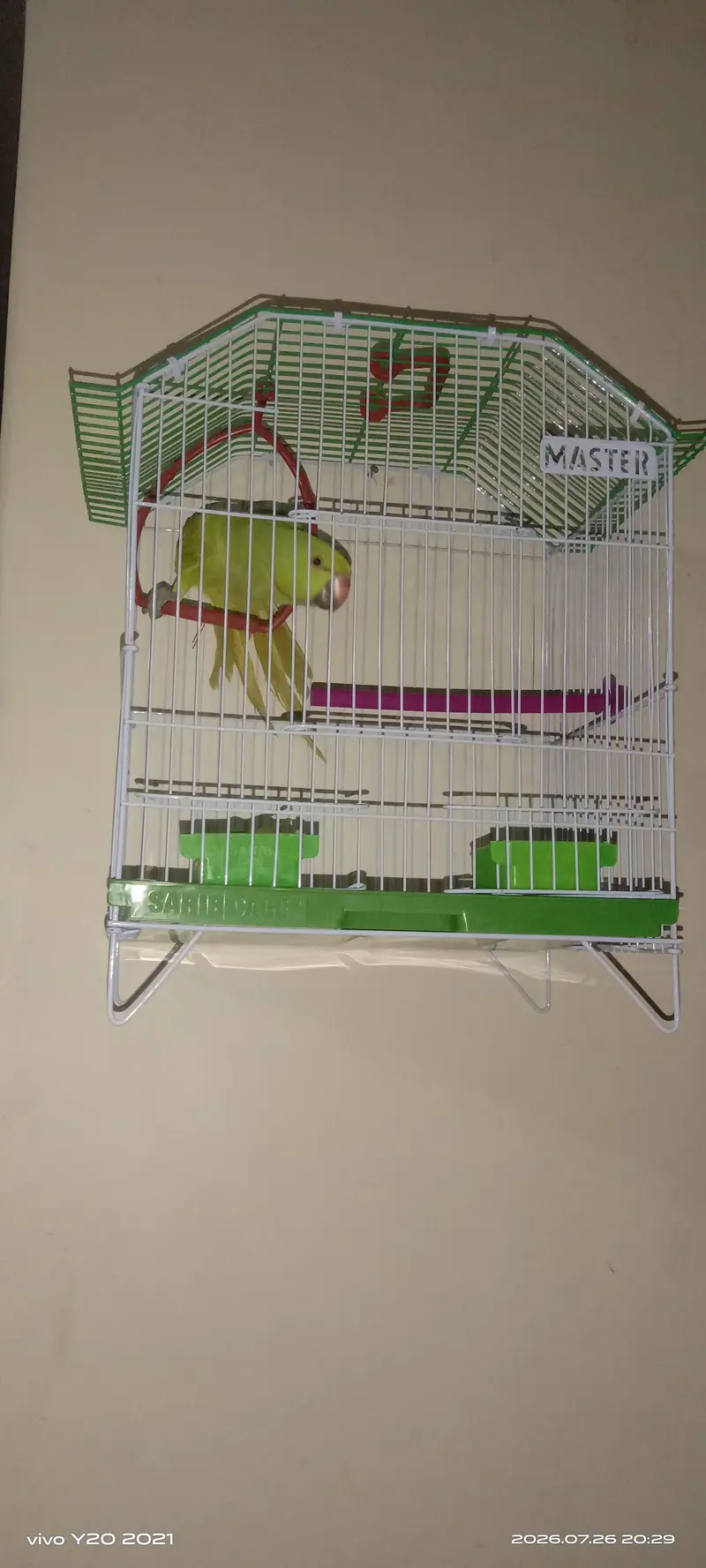 Active & Tamed 3 Months Green Ringneck Parrot | Talking Bird — photo 4