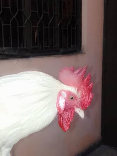 Healthy 2 Desi Crossed Murge For Sale Home Raised Strong And Active