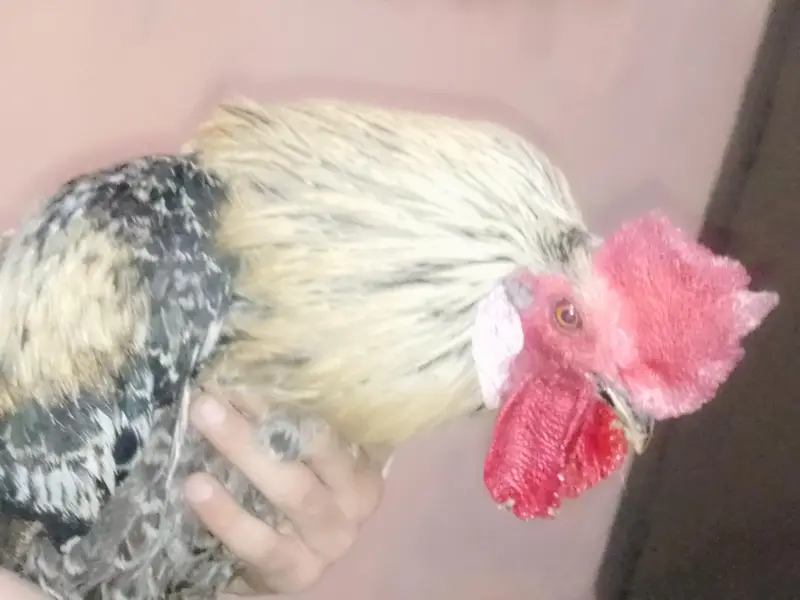 Healthy 2 Desi Crossed Murge For Sale Home Raised Strong And Active — photo 2