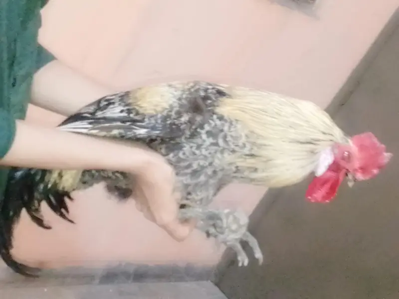 Healthy 2 Desi Crossed Murge For Sale Home Raised Strong And Active — photo 3