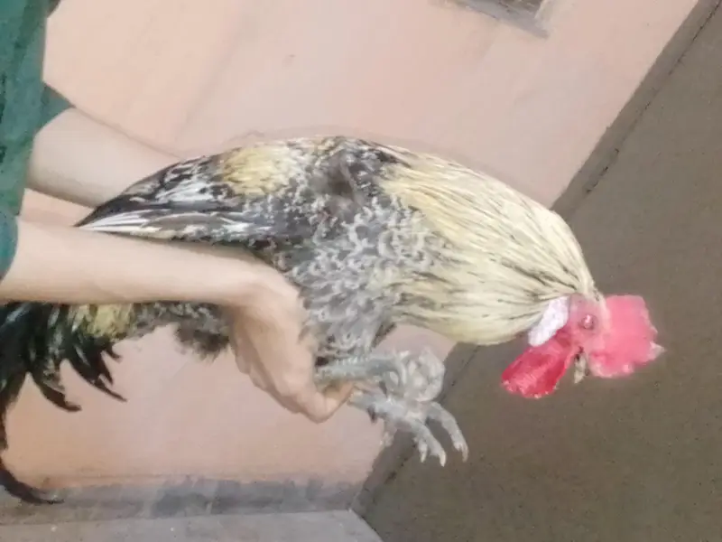 Healthy 2 Desi Crossed Murge For Sale Home Raised Strong And Active — photo 4