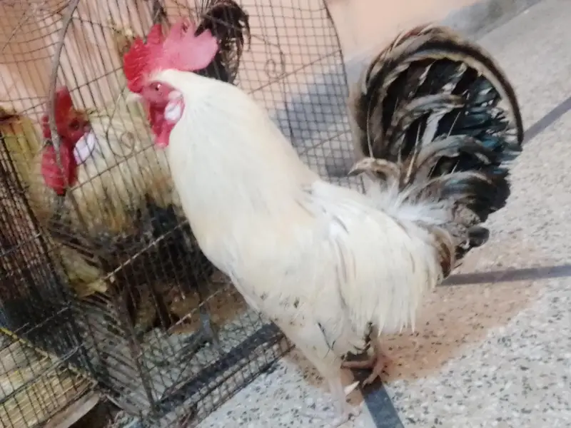 Healthy 2 Desi Crossed Murge For Sale Home Raised Strong And Active — photo 5