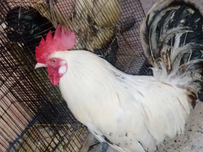 Healthy 2 Desi Crossed Murge For Sale Home Raised Strong And Active — photo 6