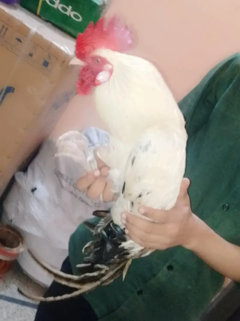 Healthy 2 Desi Crossed Murge For Sale Home Raised Strong And Active — photo 7