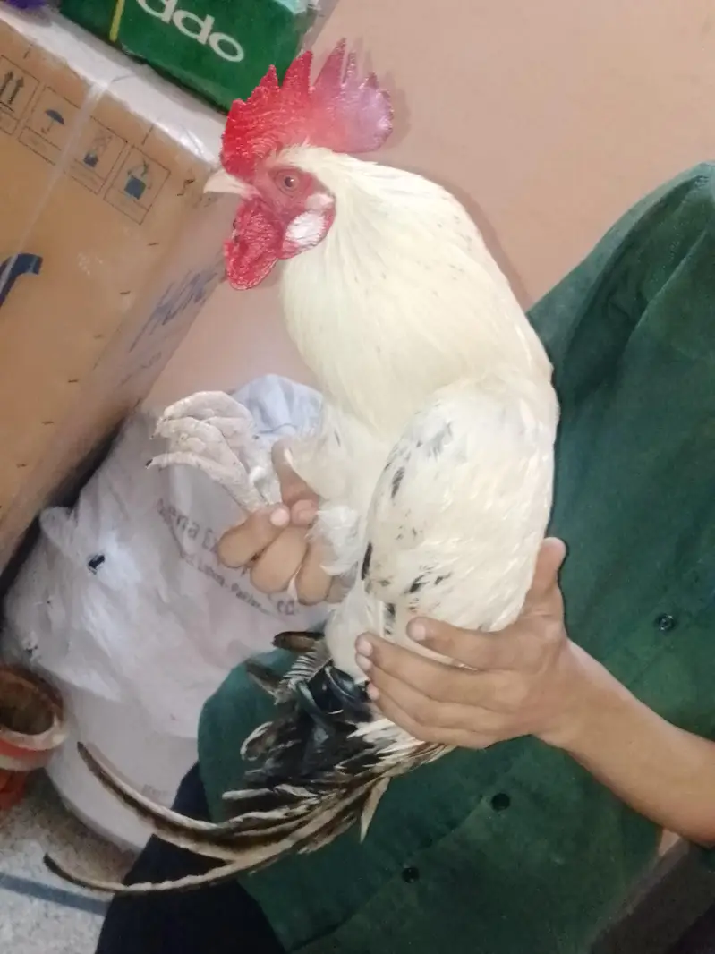 Healthy 2 Desi Crossed Murge For Sale Home Raised Strong And Active — photo 8