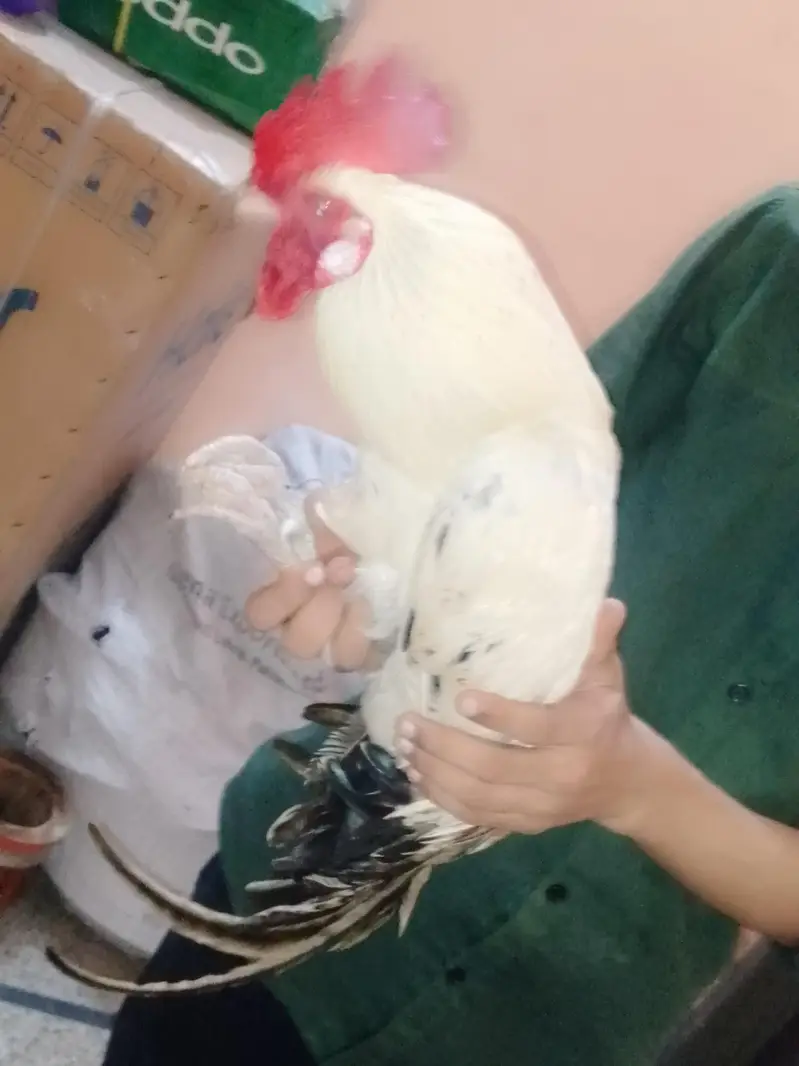Healthy 2 Desi Crossed Murge For Sale Home Raised Strong And Active — photo 9