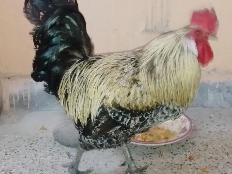 Healthy 2 Desi Crossed Murge For Sale Home Raised Strong And Active — photo 10