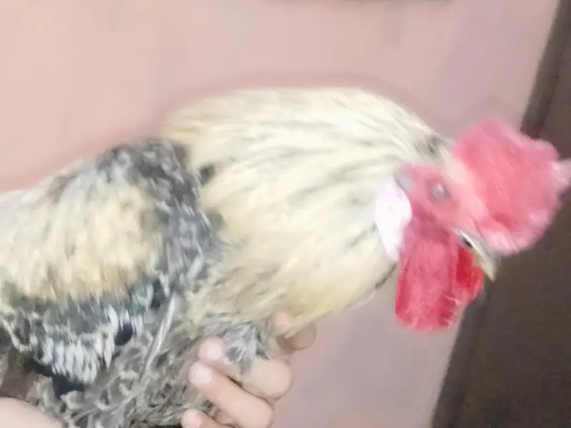 Healthy 2 Desi Crossed Murge For Sale Home Raised Strong And Active — photo 11