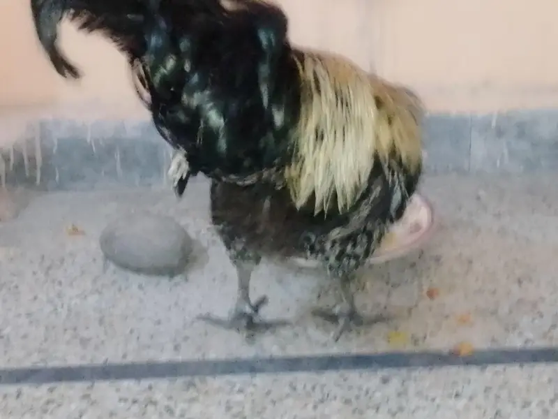 Healthy 2 Desi Crossed Murge For Sale Home Raised Strong And Active — photo 12