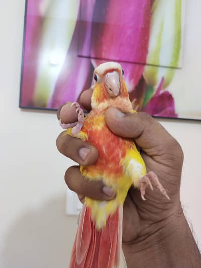 beautiful suncheek parrot tamed
