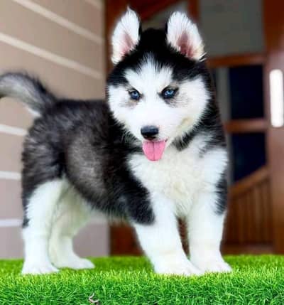 Siberian husky fore sale