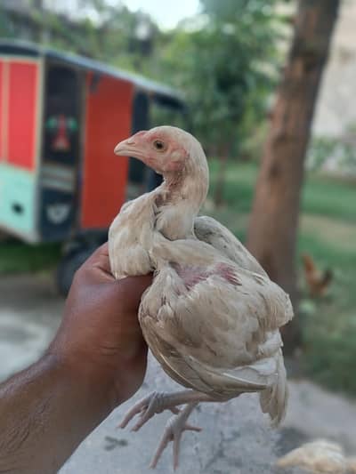heera chiks