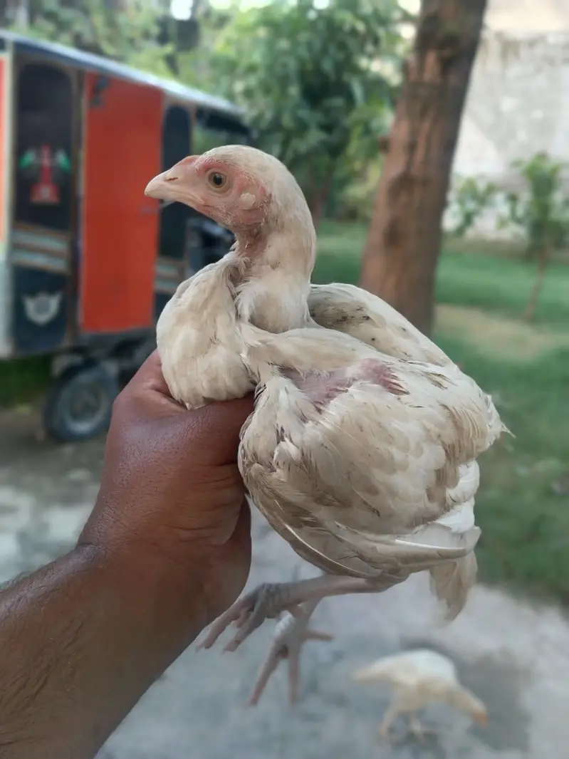 heera chiks — photo 2