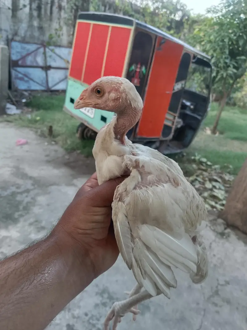 heera chiks — photo 3