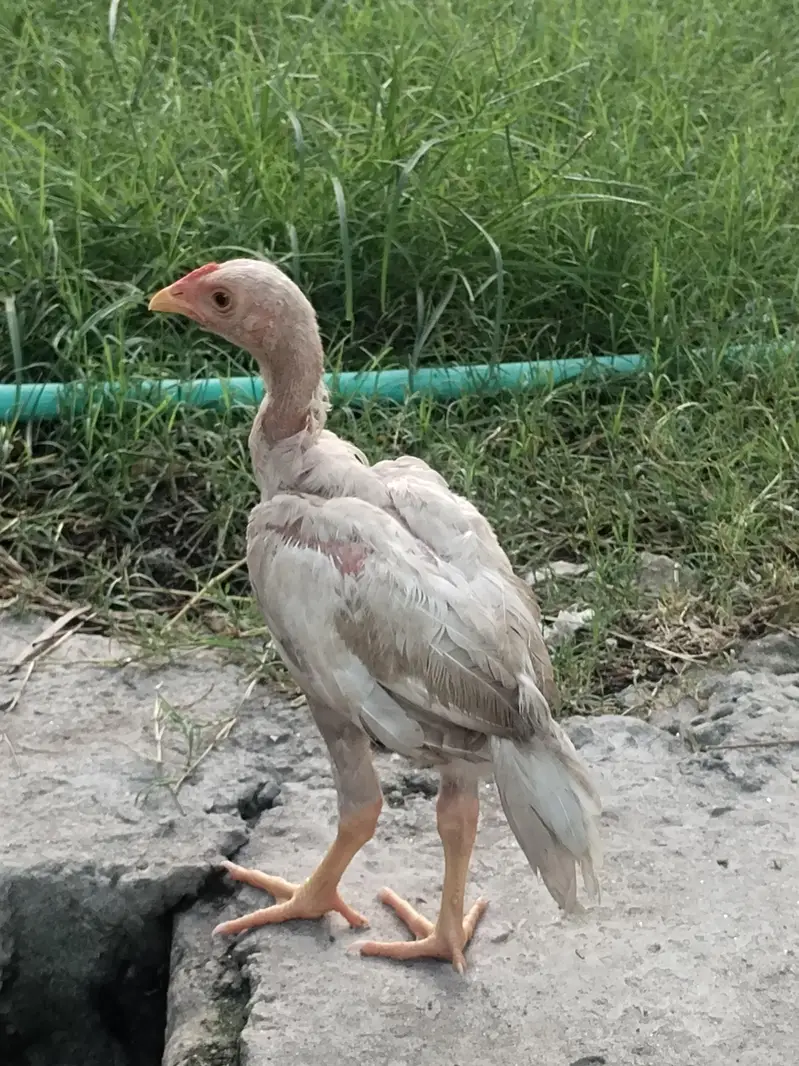 heera chiks — photo 4