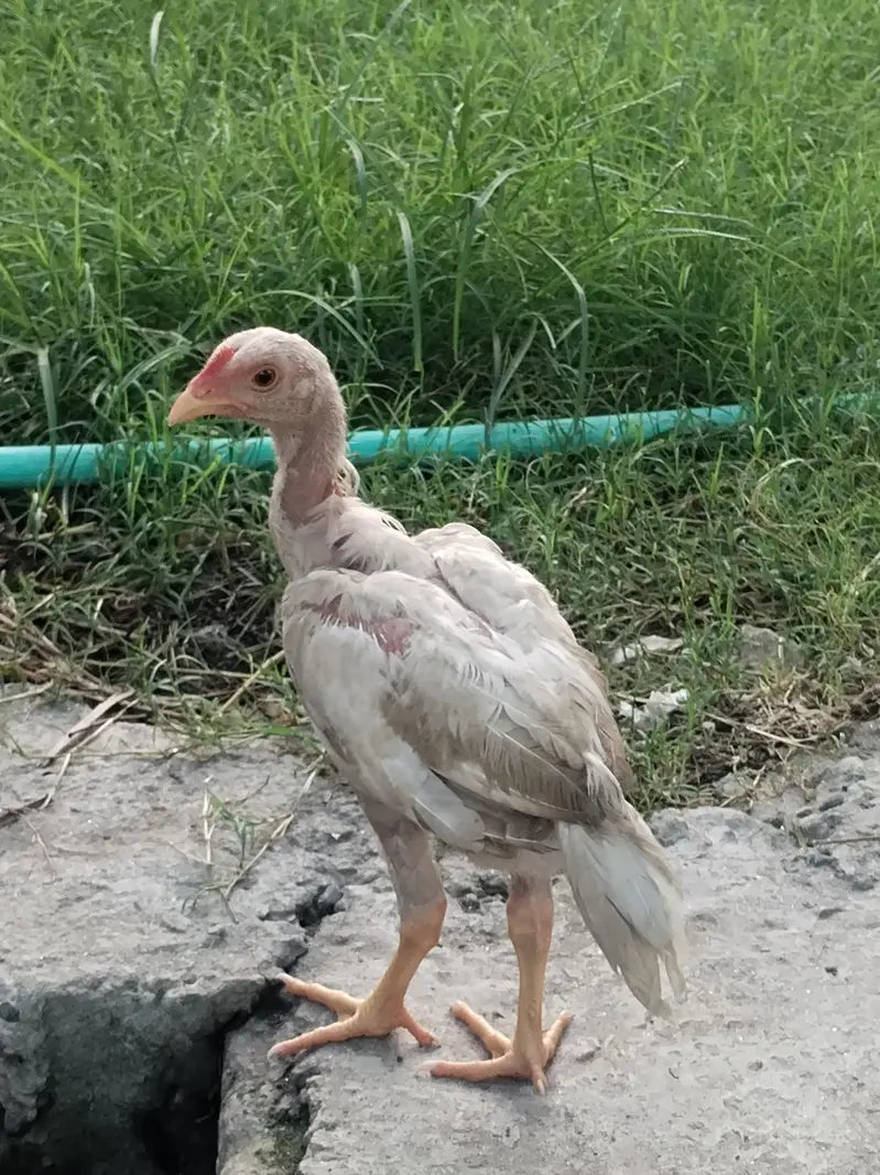 heera chiks — photo 5