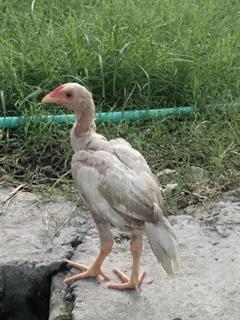 heera chiks — photo 6