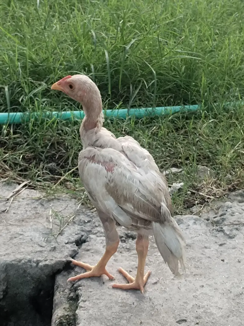 heera chiks — photo 7