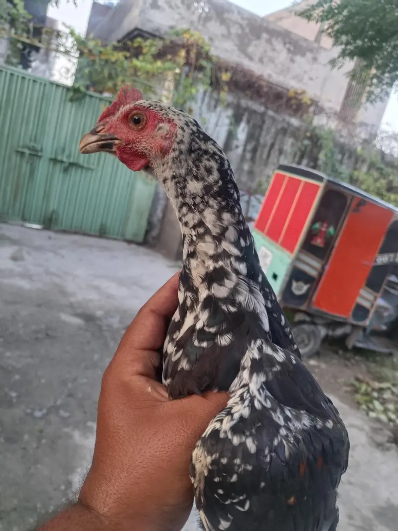 heera chiks — photo 8