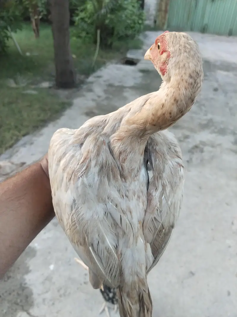 heera chiks — photo 9