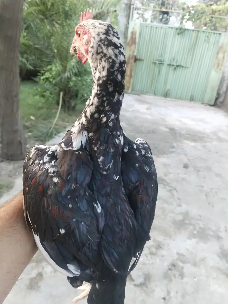 heera chiks — photo 10
