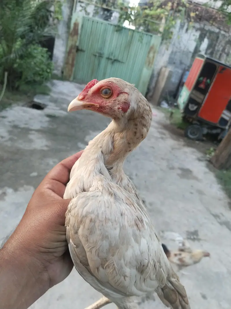 heera chiks — photo 12