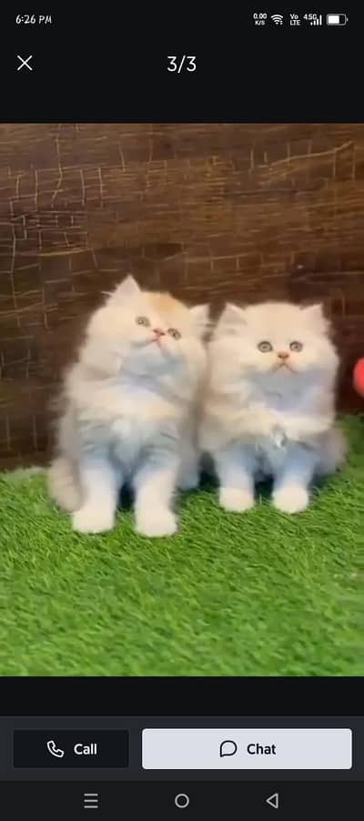 Persian kitten triple quote for sale my WhatsApp03483362563