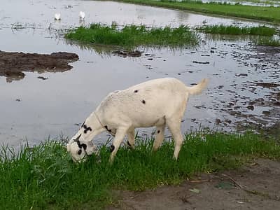 15 Month pregnant bakri for sale