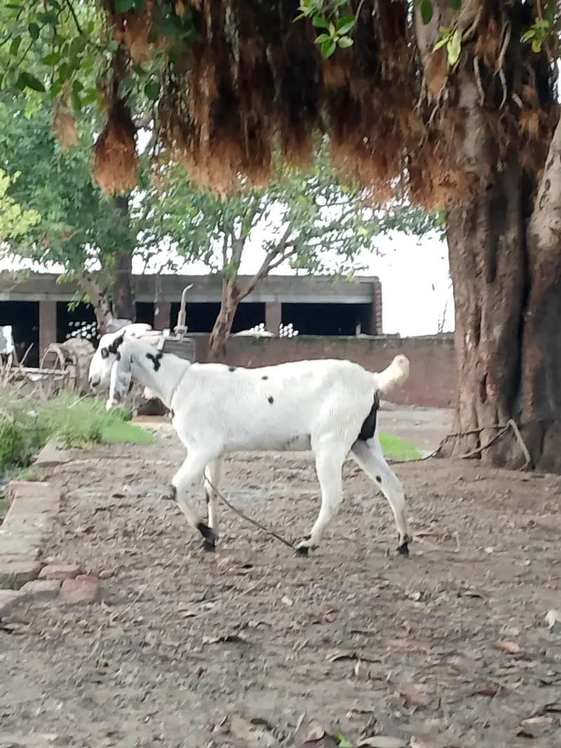 15 Month pregnant bakri for sale — photo 2