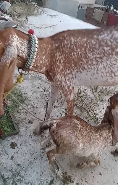 Makhi chini bakrih with 8 month child bakrah