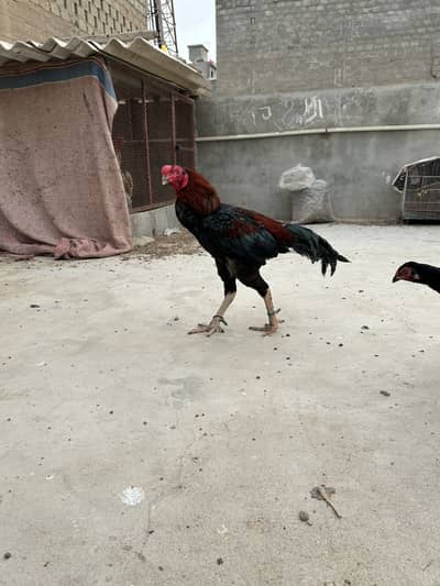 Aseel Murga for sale