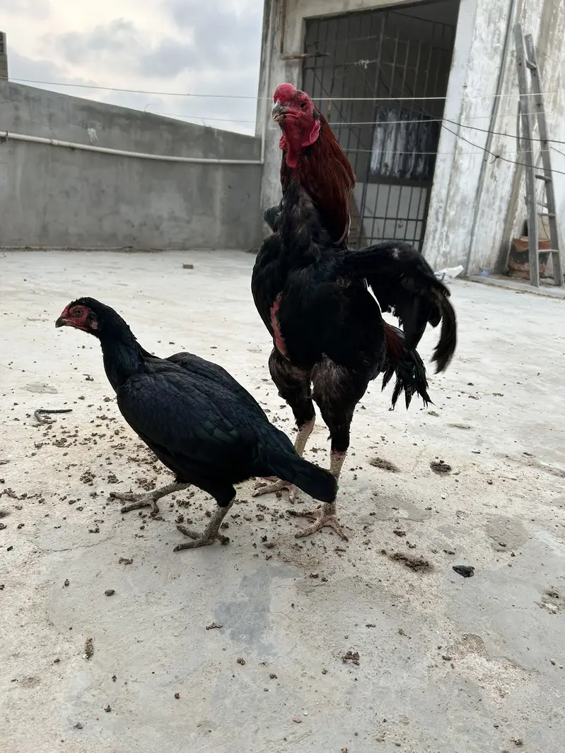 Aseel Murga for sale — photo 2