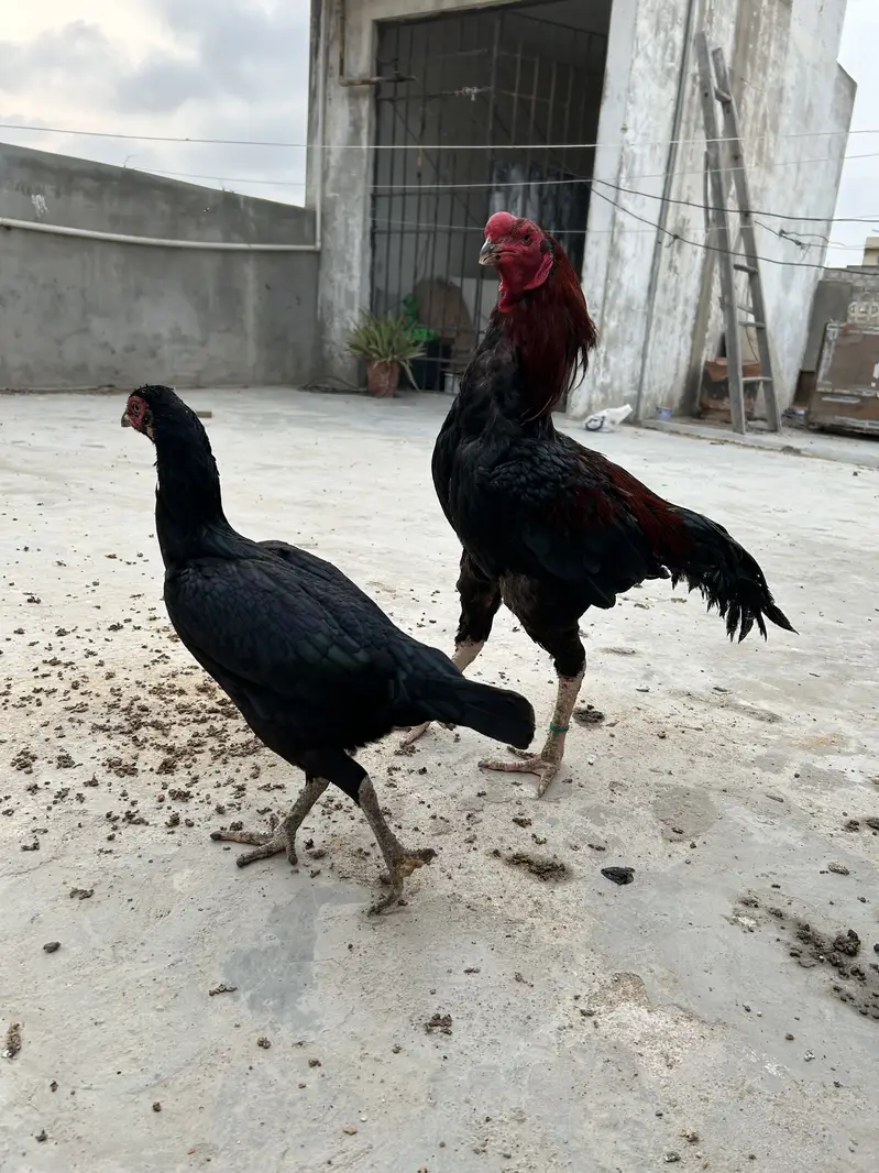 Aseel Murga for sale — photo 3