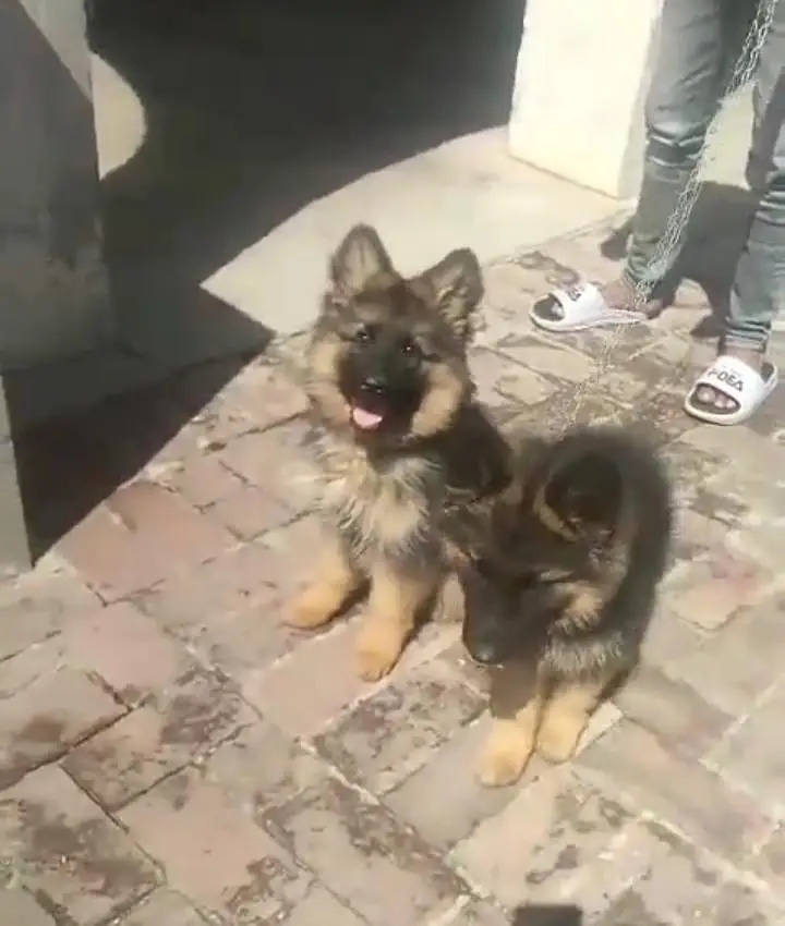 German Shepherd puppies long cot for sale my WhatsApp. 03483362563 — photo 3
