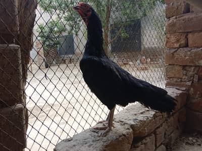 dosra dharna Kiya Howa ha murgi ney aik bar bachaye Nikal chuki ha