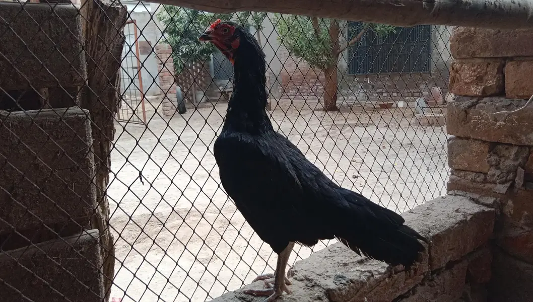 dosra dharna Kiya Howa ha murgi ney aik bar bachaye Nikal chuki ha — photo 2