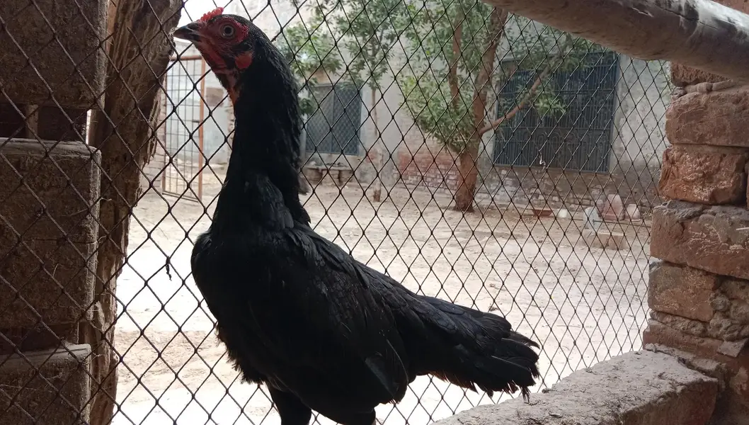 dosra dharna Kiya Howa ha murgi ney aik bar bachaye Nikal chuki ha — photo 3